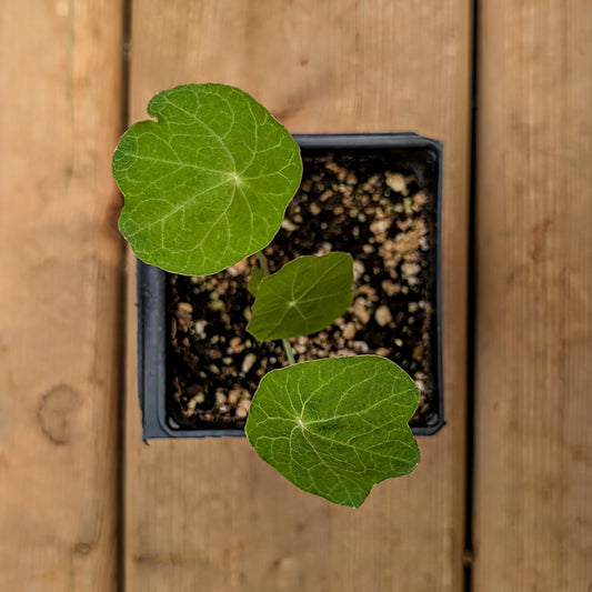 Annual | Nasturtium - Tall Climbing