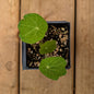 Annual | Nasturtium - Tall Climbing