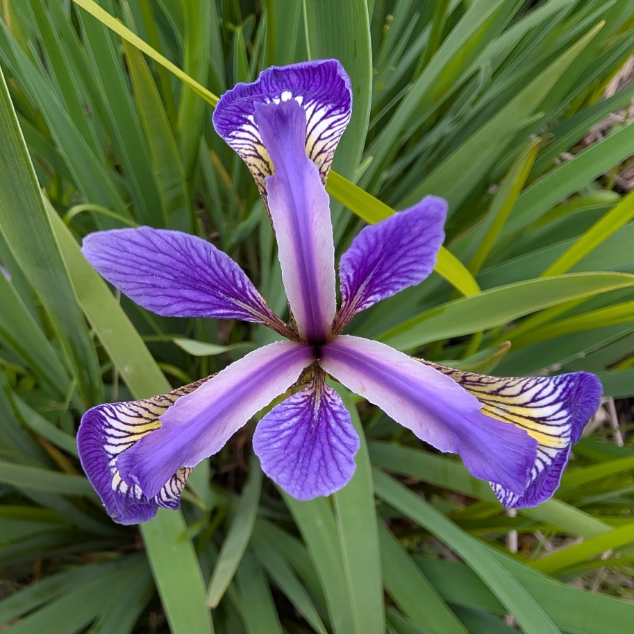 Perennial | Iris Versicolor (Blue Flag Iris)