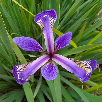 Perennial | Iris Versicolor (Blue Flag Iris)