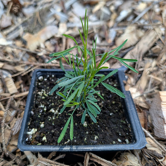 Perennial | Dalea candida (White Prairie Clover)