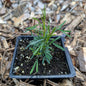 Perennial | Dalea candida (White Prairie Clover)