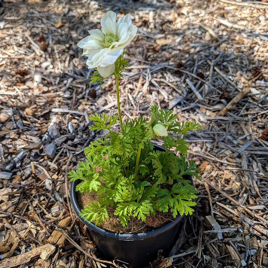 Tender Perennial | Anemone coronaria (Poppy Anemone)