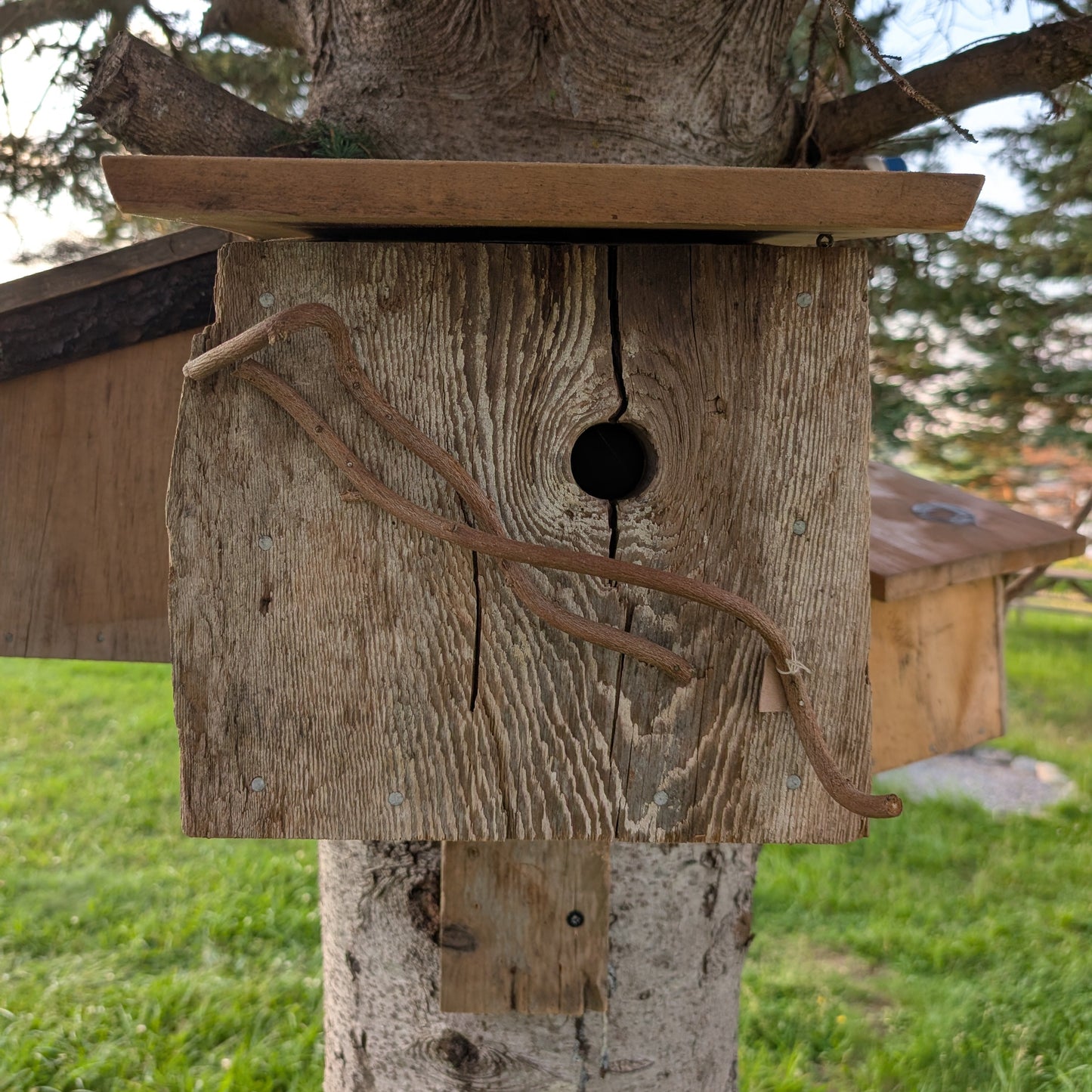 Birdhouse #1