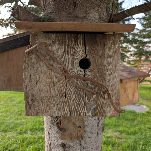 Birdhouse #1