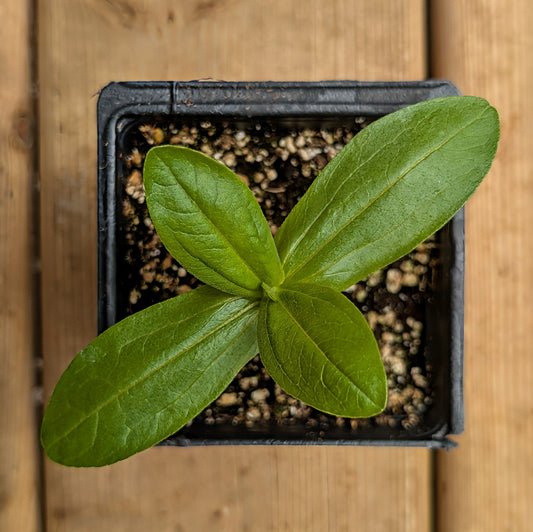 Annual | Zinnia - Peppermint Stick