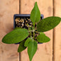 Herb | Sage