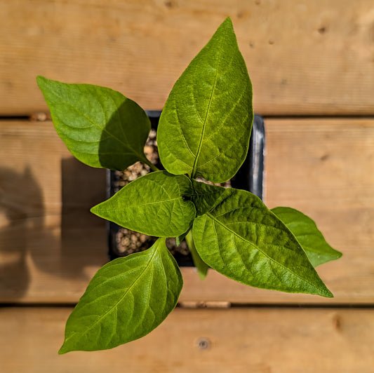 Vegetable| Pepper - California Wonder