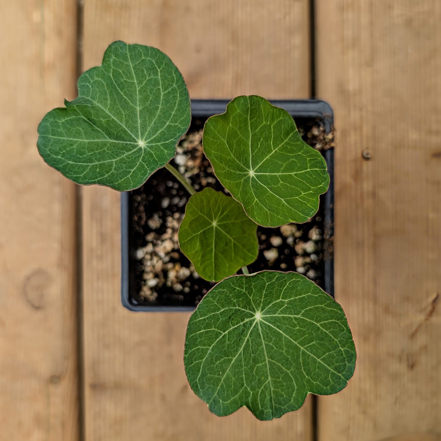 Annual | Nasturtium - Dwarf Jewel