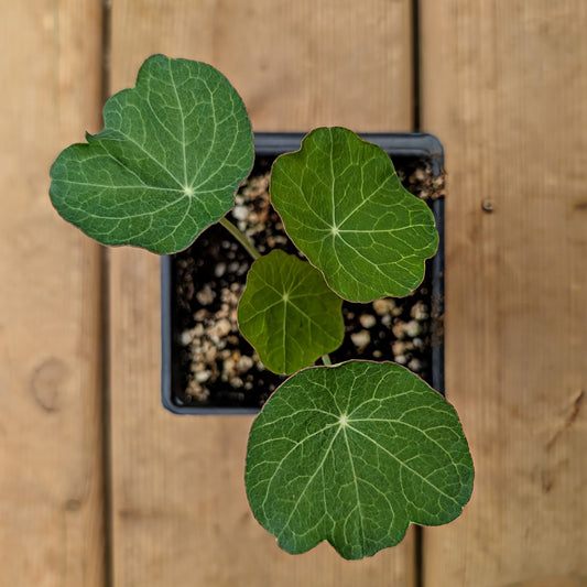 Annual | Nasturtium - Dwarf Jewel