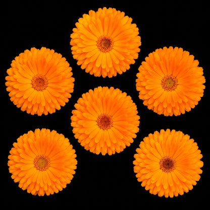 Annual | Calendula - Candyman Orange