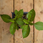 Herb | Basil - Cinnamon