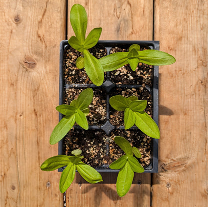 Annual | Zinnia - California Giants