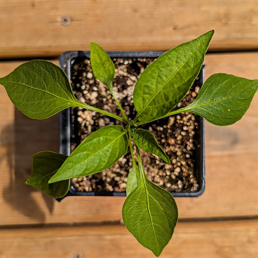 Vegetable| Pepper - Jalapeño