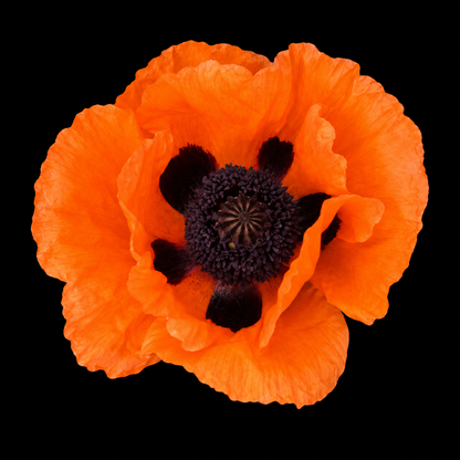 Perennial | Papaver orientale "Prince of Orange" (Oriental Poppy)