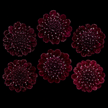 Annual | Scabiosa - Mourning Bride