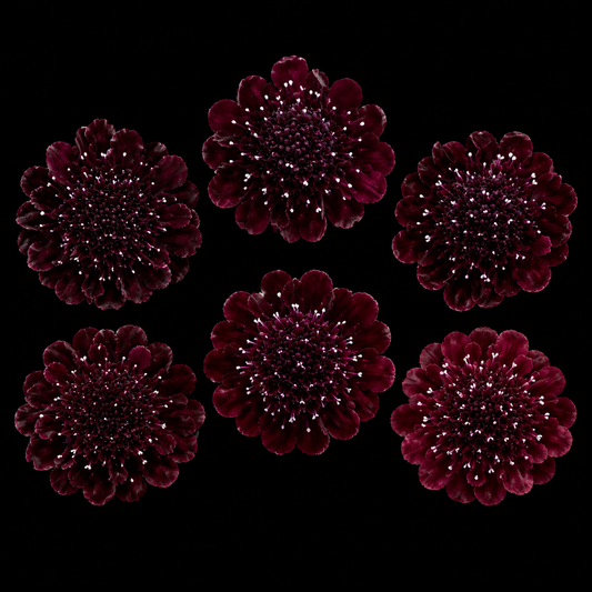 Annual | Scabiosa - Mourning Bride