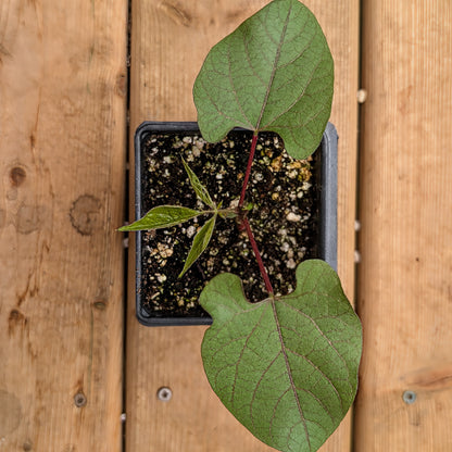 Annual | Novelty Plant - Ruby Moon Hyacinth Bean