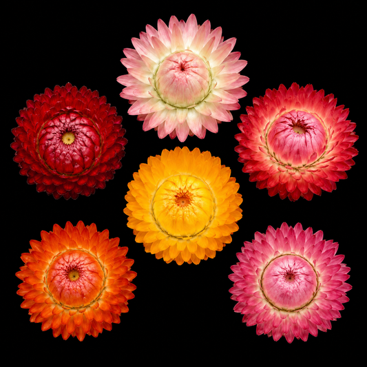 Annual | Strawflower