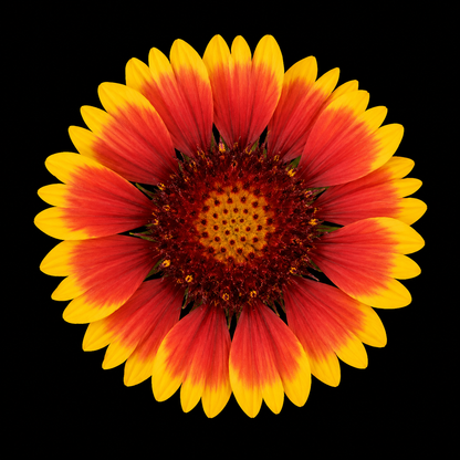 Perennial | Gaillardia aristata (Blanketflower)