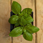 Herb | Basil - Genovese