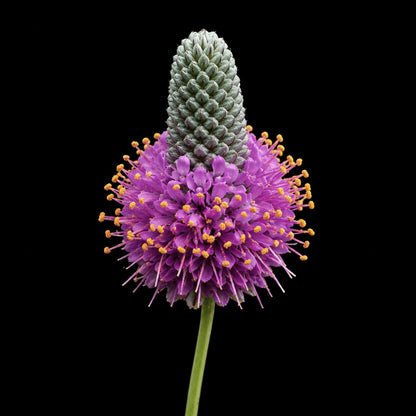 Perennial | Dalea purpurea (Purple Prairie Clover)