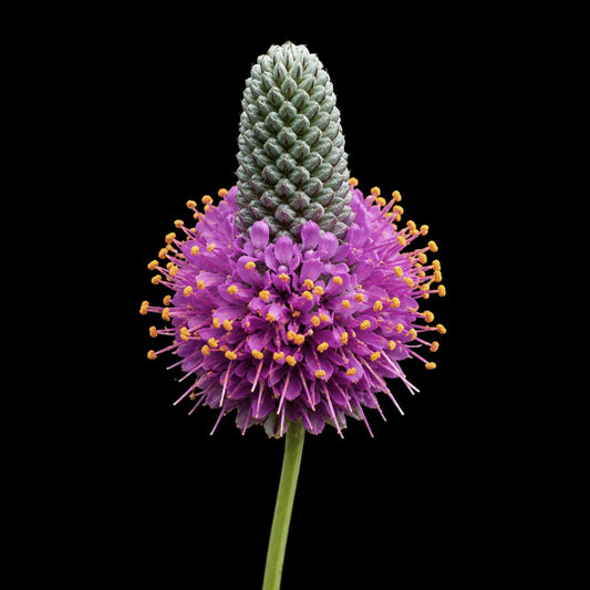 Perennial | Dalea purpurea (Purple Prairie Clover)