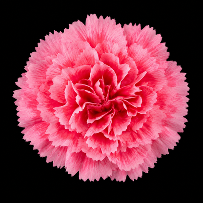 Perennial | Dianthus caryophyllus "Grenadin Rose" (Garden Pinks)