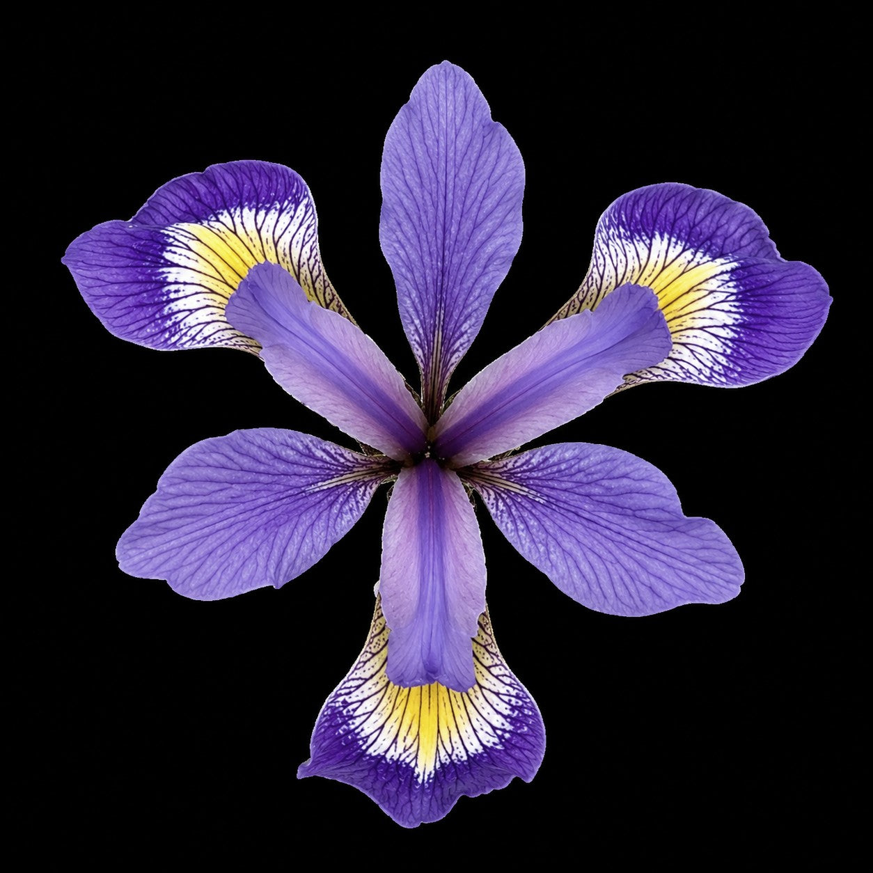 Perennial | Iris Versicolor (Blue Flag Iris)