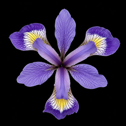 Perennial | Iris Versicolor (Blue Flag Iris)