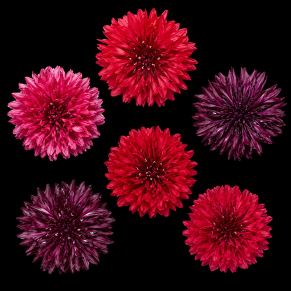 Annual | Bachelor Buttons - Red Mix
